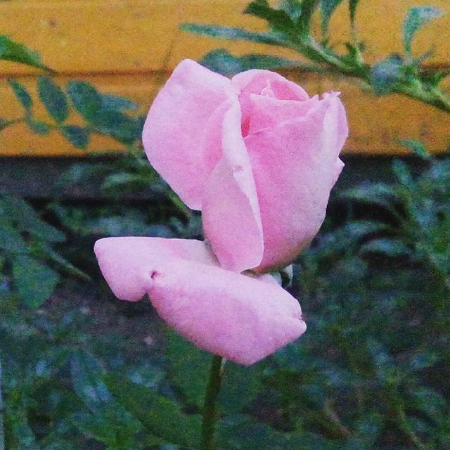 Не ожидал в этом году роз. Один куст не прижился, один (блэк мэджик) кое-какает, а на трех — цветы. Розовый самый нежный и милый вышел.