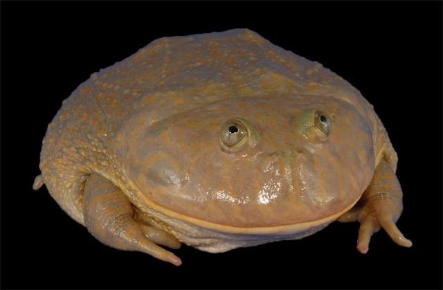 budgets frog