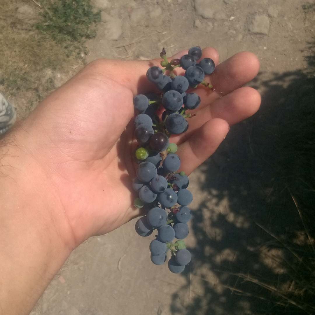 Своим урожаем похвастаться не могу.