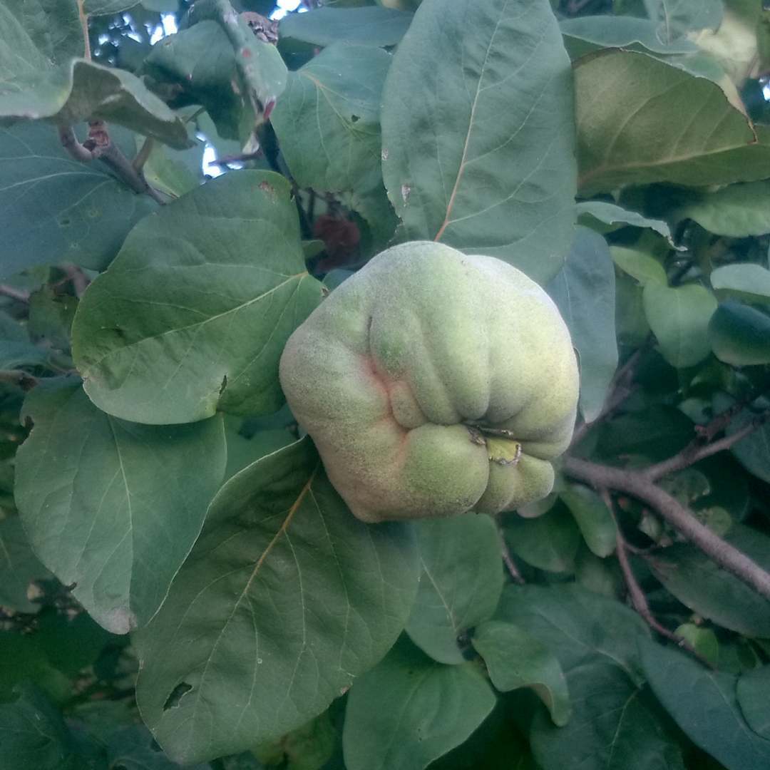 Зеленый мутафрукт. fallout