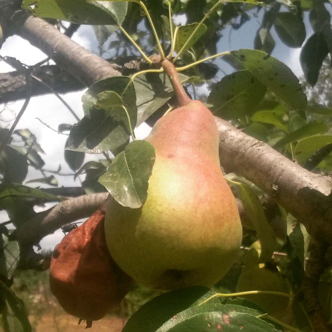 Зеленые еще :)