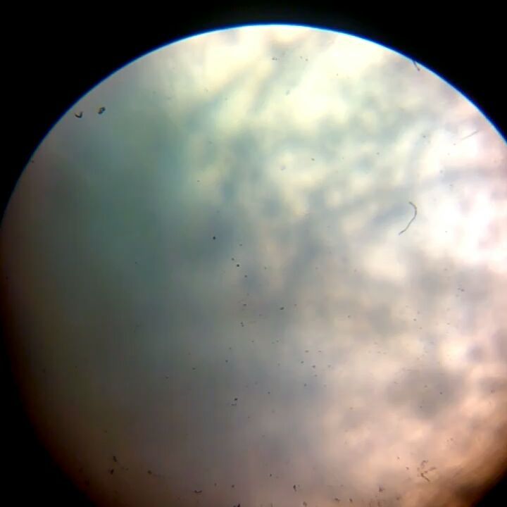 Небольшое путешествие сквозь плесень микроскоп microscope microphotography