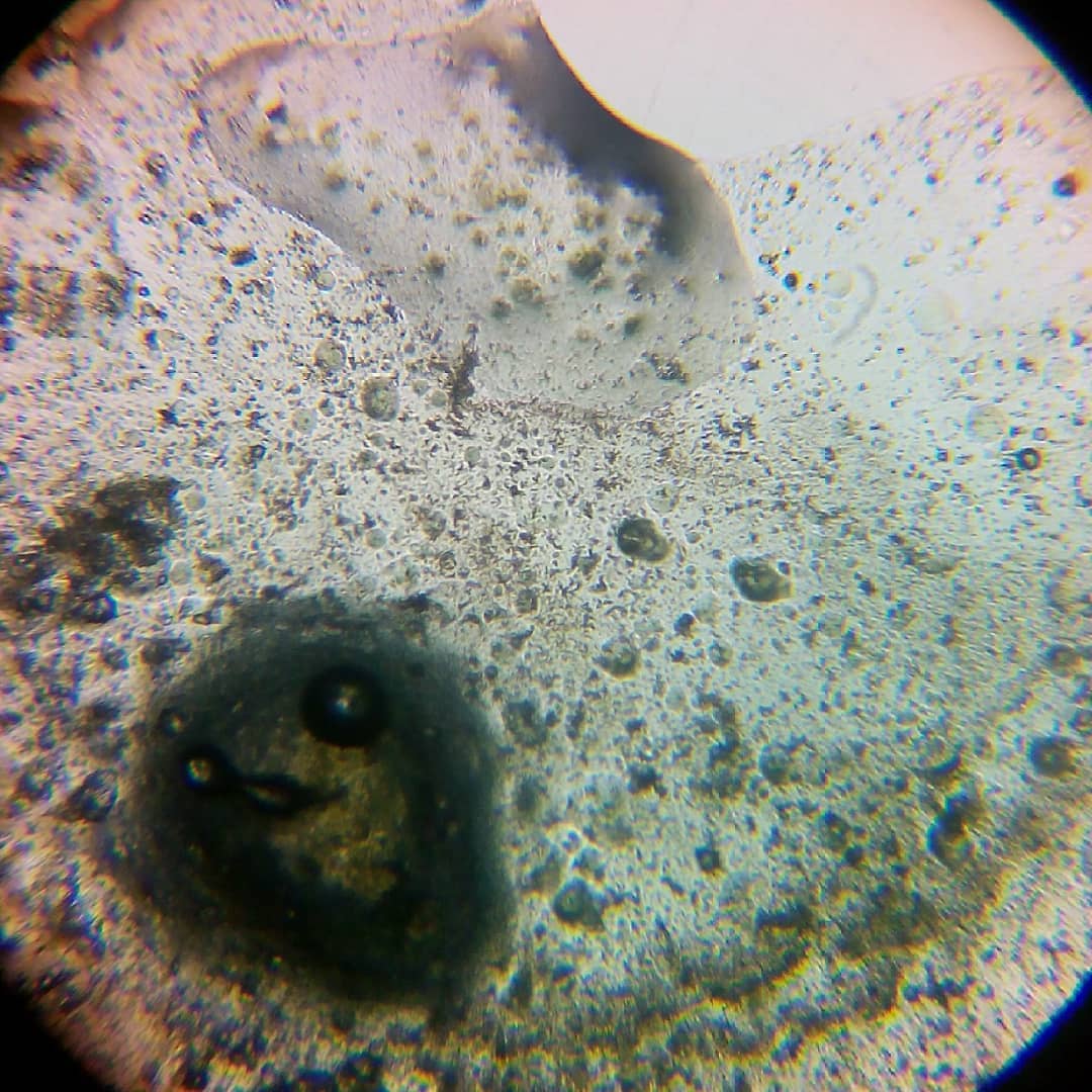 В борще ничего интересного не увидел микроскоп microscope microphotography borsch