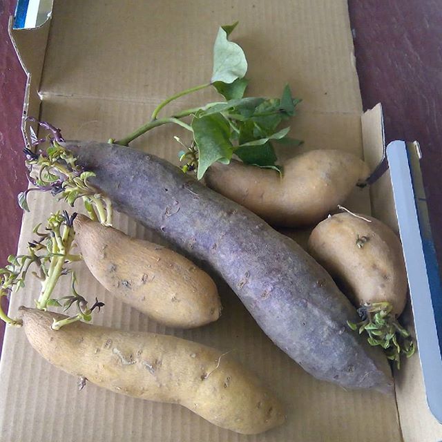 Моя прелесть :) осталось вернуться и начать огороды огородить. Кста, за куль этих красных бататов можно #айфон выменять.