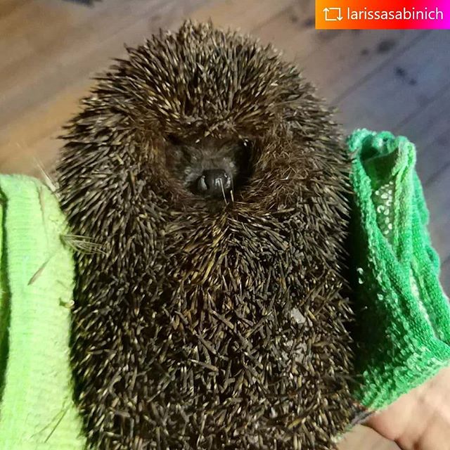 @larissasabinich with @get_repost__app