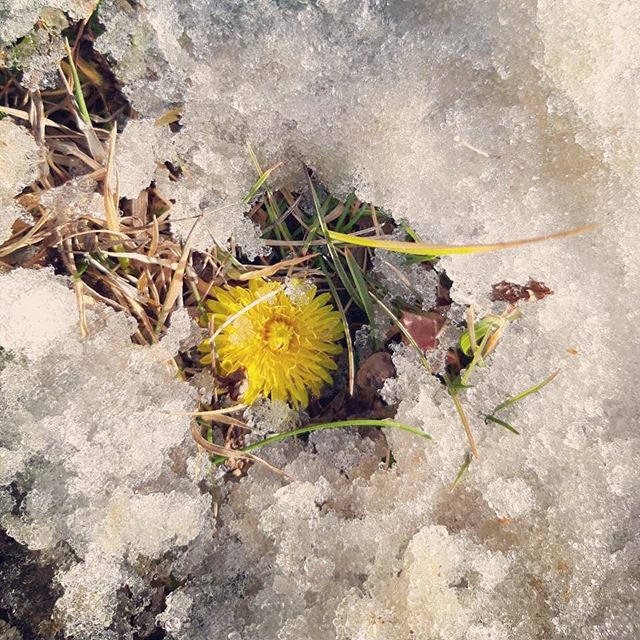 Родители ездили на дачу. Прислали фото. Сила жизни. Или одуванчик решил, что он подснежник :)