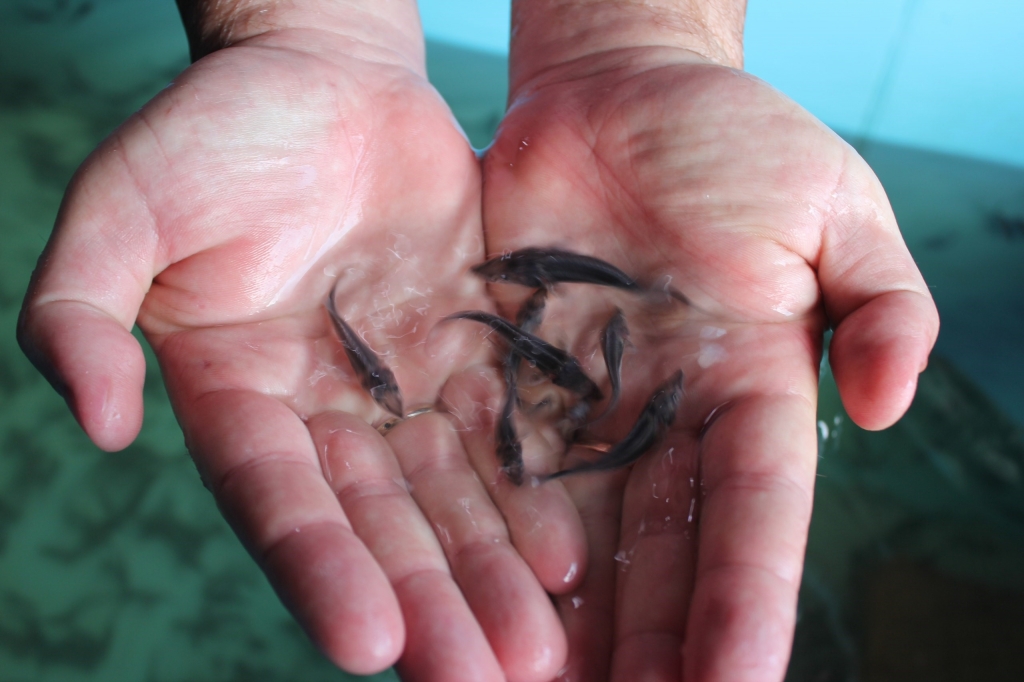 76 тыс. мальков байкальского осетра выпустили в реку Селенга